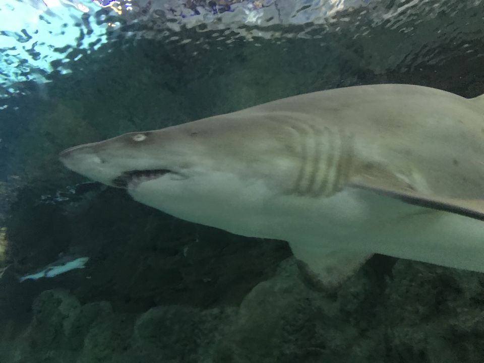 Photo of SeaWorld San Diego, Sea World Drive, San Diego, CA, USA by Nishitha Taralagatti