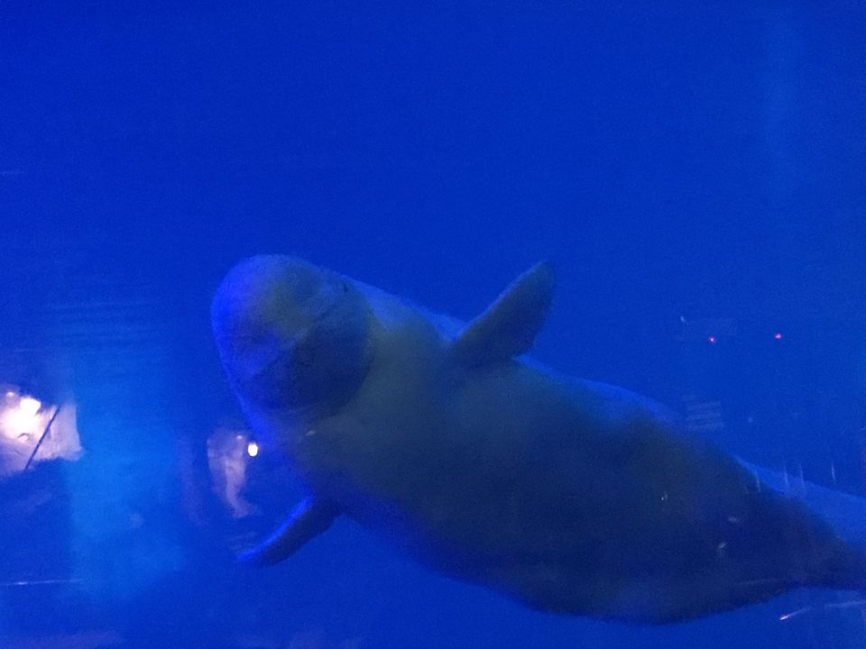 Photo of SeaWorld San Diego, Sea World Drive, San Diego, CA, USA by Nishitha Taralagatti