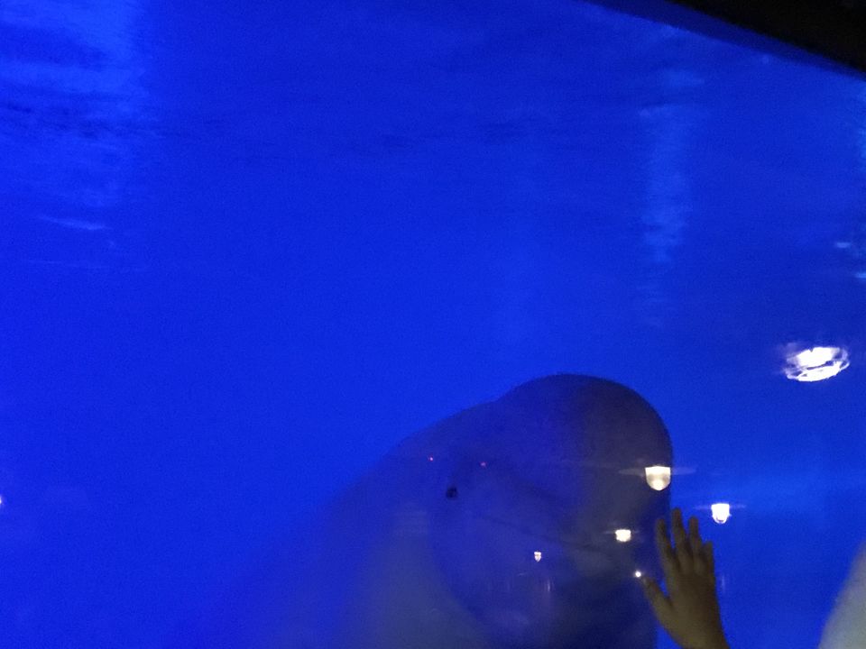 Photo of SeaWorld San Diego, Sea World Drive, San Diego, CA, USA by Nishitha Taralagatti