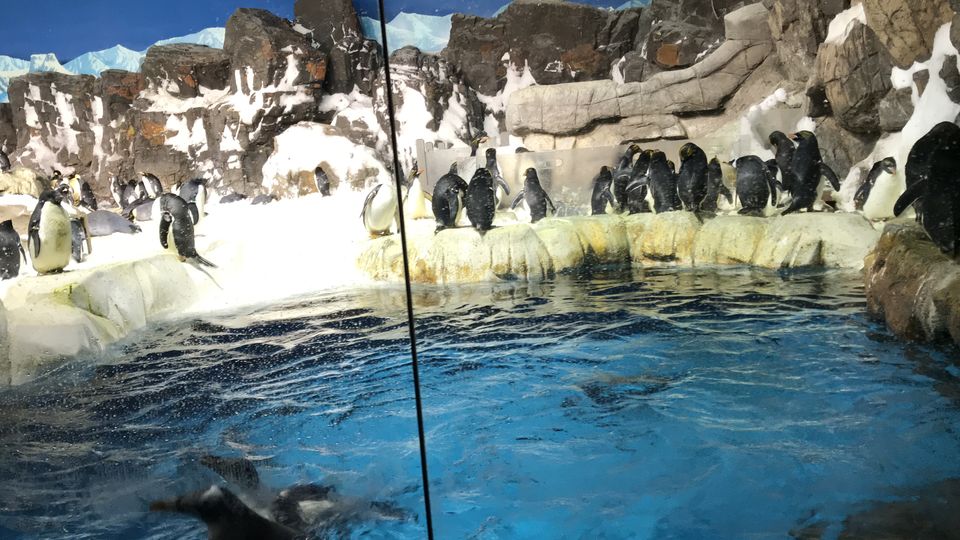 Photo of SeaWorld San Diego, Sea World Drive, San Diego, CA, USA by Nishitha Taralagatti