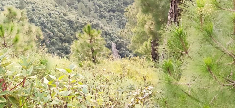 Photo of Rainy season at Lohaghat,Uttrakhand by Himanshu Chaube