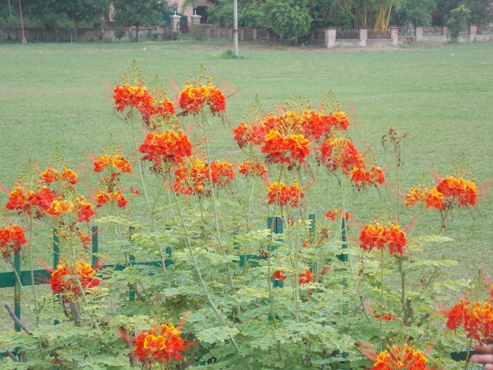Photo of Trip to Forest Research Institute (FRI), Dehradun 9/18 by Himanshu Chaube