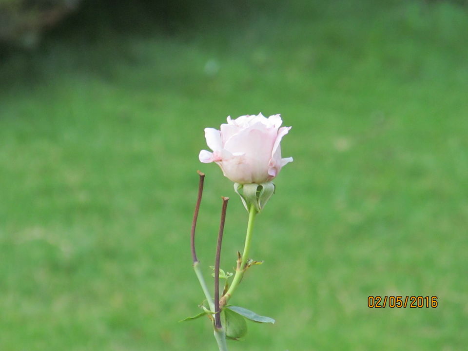 Photo of Trip to Forest Research Institute (FRI), Dehradun 5/18 by Himanshu Chaube