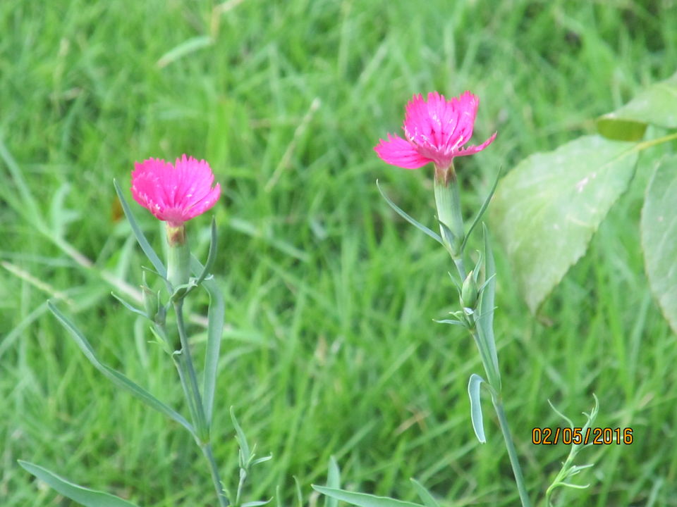 Photo of Trip to Forest Research Institute (FRI), Dehradun 6/18 by Himanshu Chaube