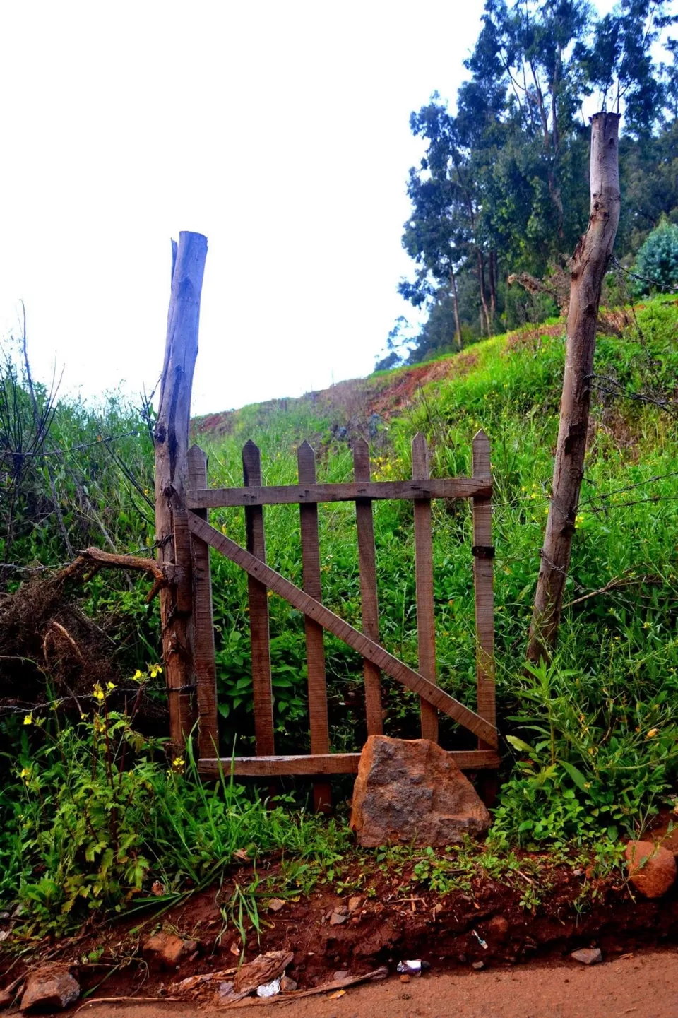 Photo of Hypnotizing Ooty! #notinnorth by Baishakhi Chakraborty