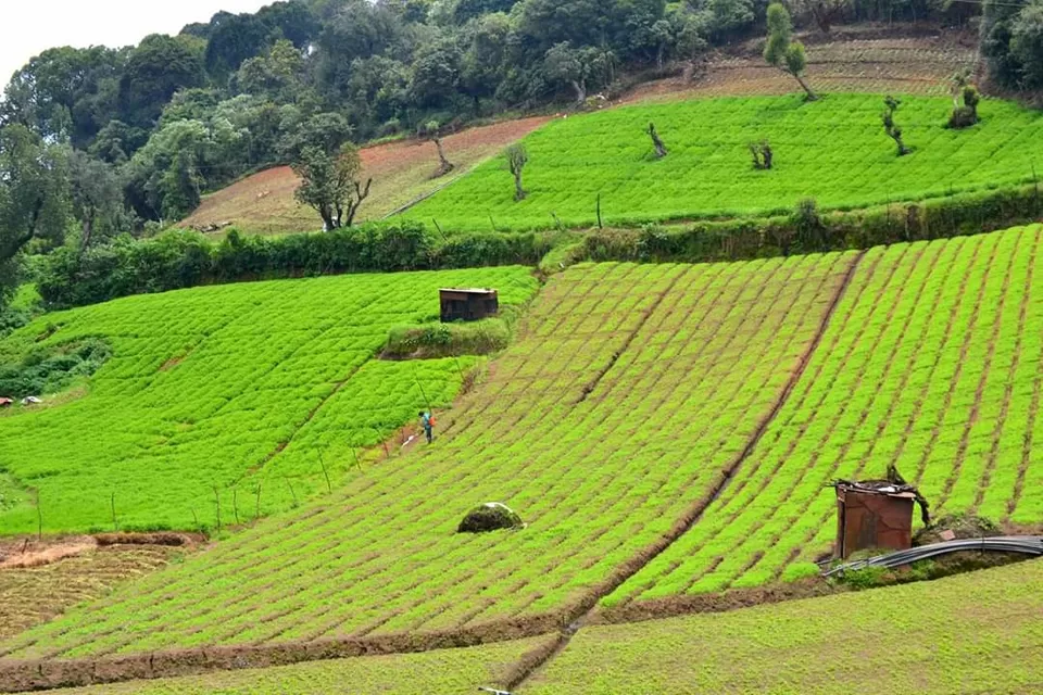 Photo of Hypnotizing Ooty! #notinnorth by Baishakhi Chakraborty