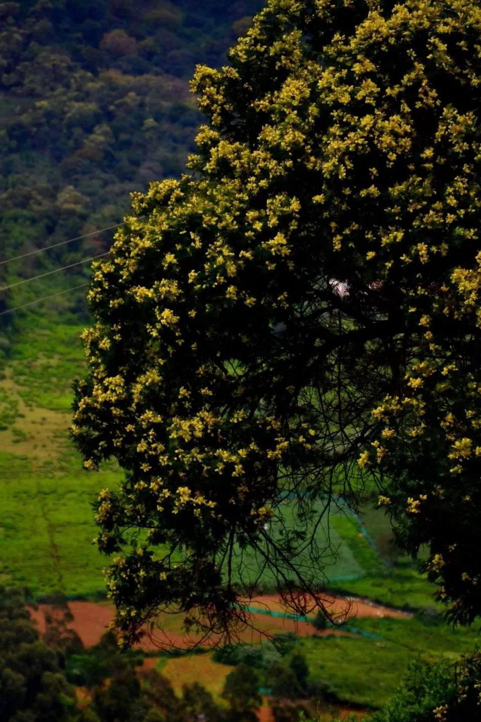 Photo of Hypnotizing Ooty! #notinnorth by Baishakhi Chakraborty
