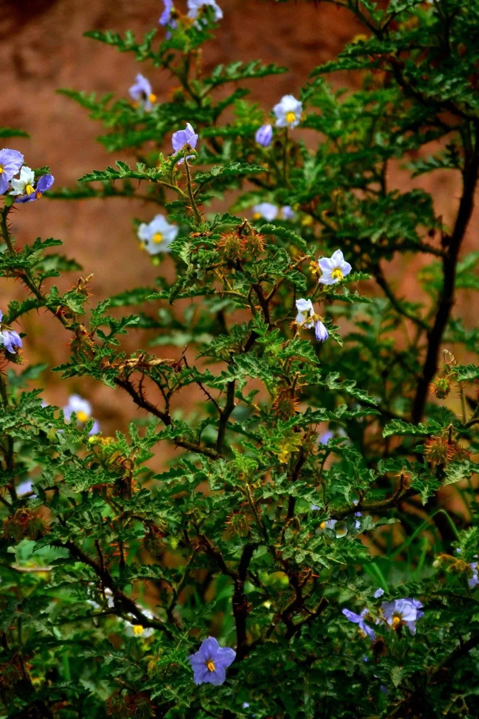 Photo of Hypnotizing Ooty! #notinnorth by Baishakhi Chakraborty