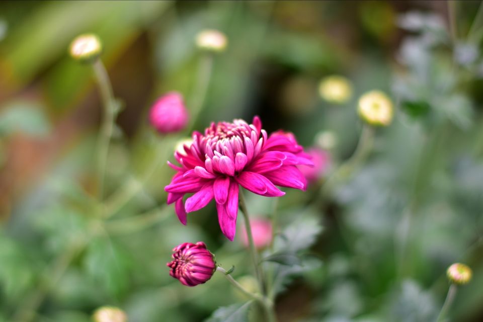 Photo of Short trip to gangtok by Saikat Maiti