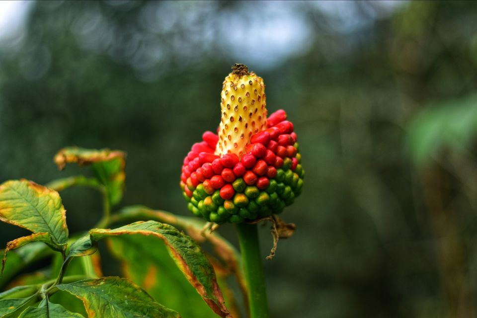 Photo of Short trip to gangtok by Saikat Maiti