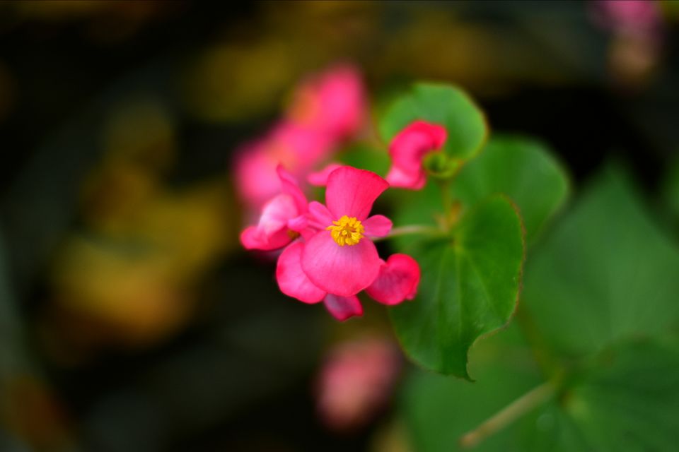 Photo of Short trip to gangtok by Saikat Maiti