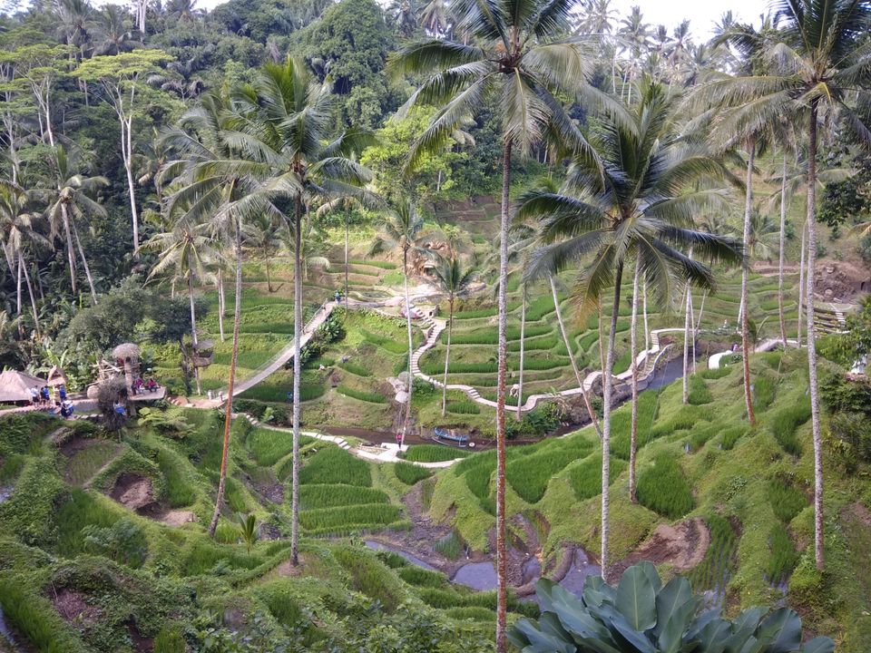 Photo of Tegallalang Rice Terrace, Jalan Raya Tegallalang, Tegallalang, Gianyar, Bali, Indonesia by Ratan Tatikonda