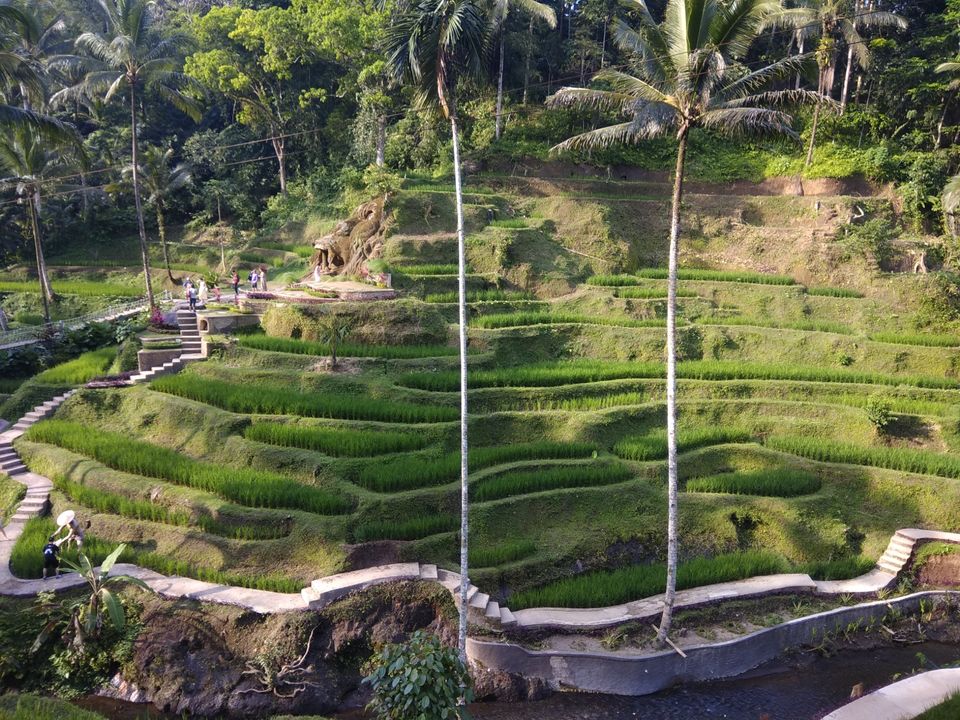Photo of Tegallalang Rice Terrace, Jalan Raya Tegallalang, Tegallalang, Gianyar, Bali, Indonesia by Ratan Tatikonda