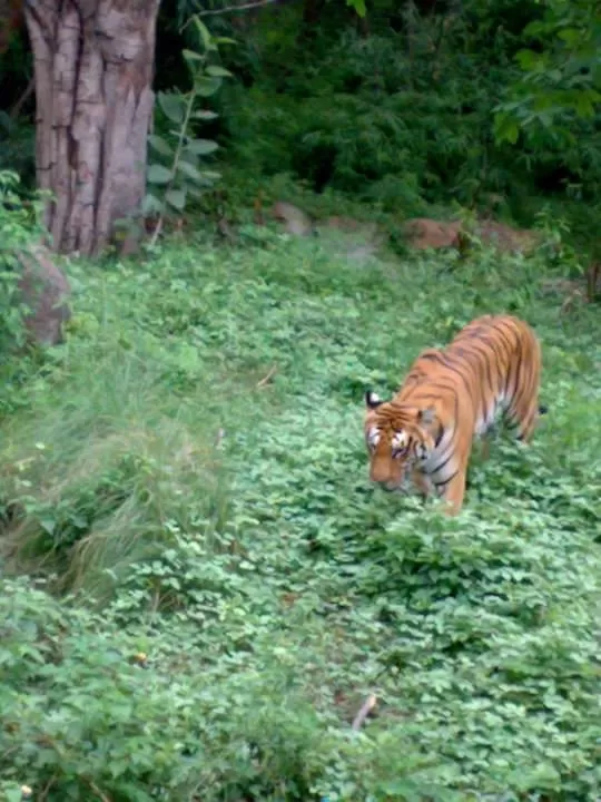 Photo of Wildlife Adventure Resort to stay & people perception - Ranthambore by Ratan Tatikonda