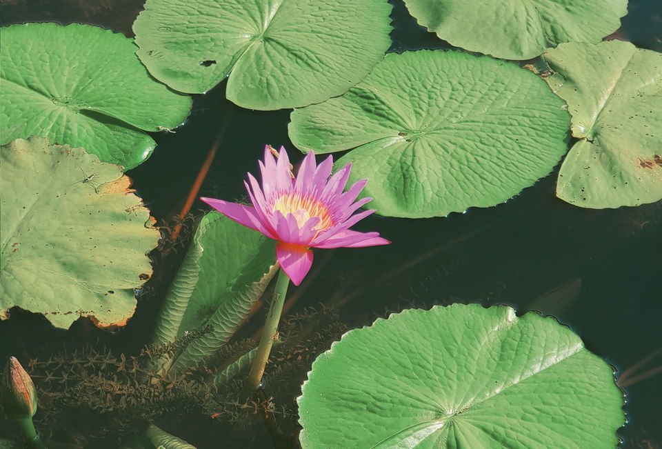 Photo of Tired of the hills? Escape to Alleppey this summer! #notinhills by Simran Jyot Kler