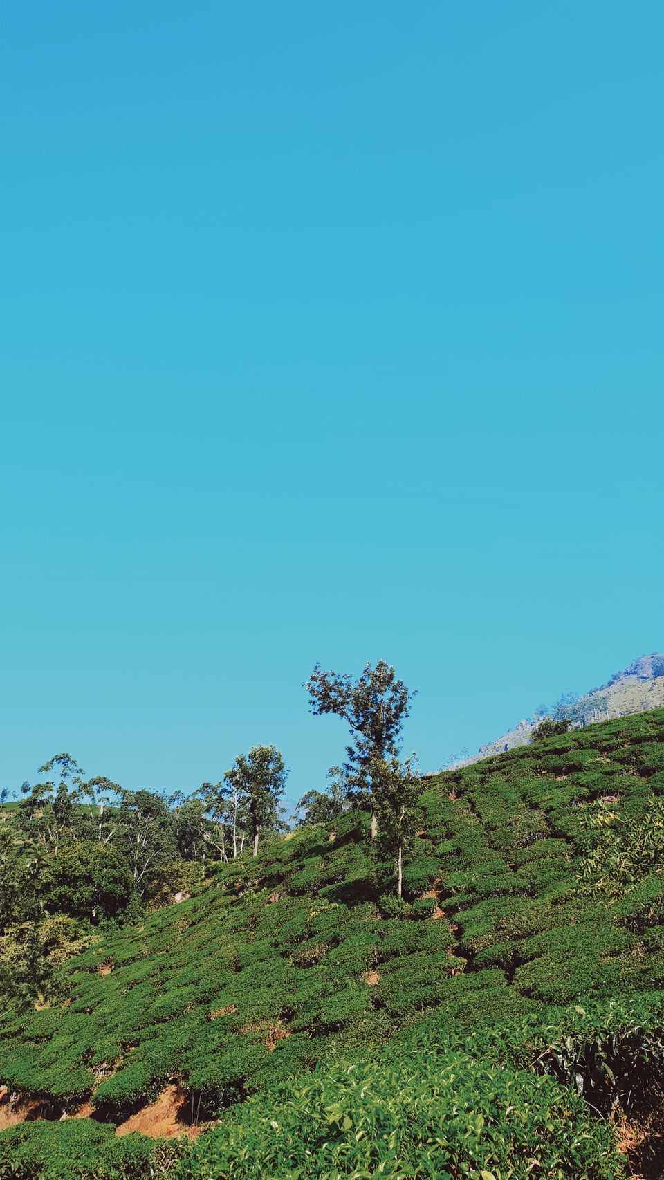 Photo of This boutique hotel in Munnar is what fairy-tales are made up of! #summerescape 15/17 by Simran Jyot Kler