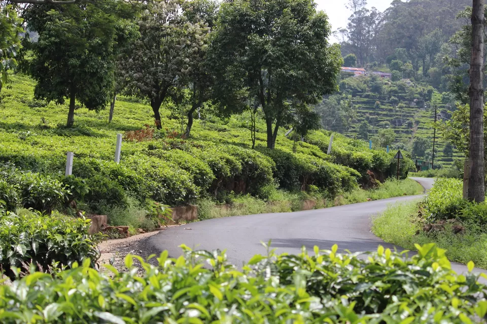 Photo of Ooty - Queen of Hill Stations - Southern India by globetrotterush5