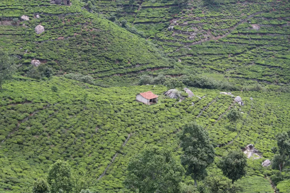 Photo of Ooty - Queen of Hill Stations - Southern India by globetrotterush5