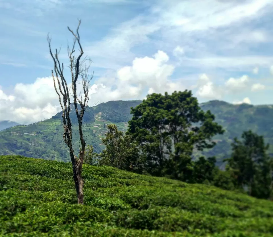 Photo of Ooty - Queen of Hill Stations - Southern India by globetrotterush5