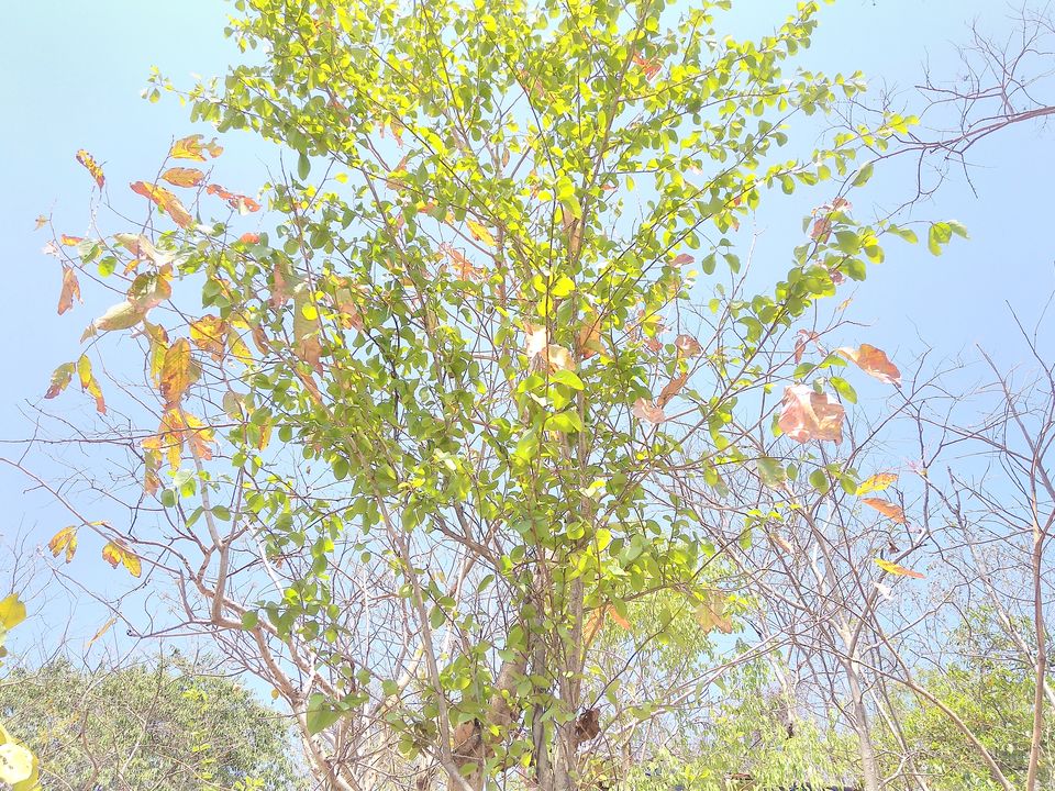 Photo of Hiking Susunia Hill, Bankura, West Bengal 6/9 by Icche Dana