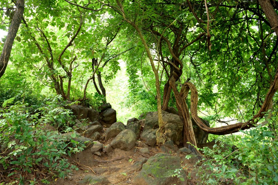 Photo of Seetharkundu Waterfalls Nelliyampathy, Sitargundu Estate, Kollengode South, Kerala, India by lensman_wanderer