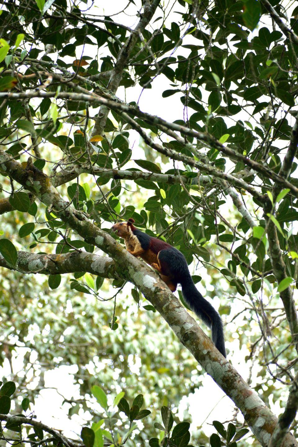 Photo of Nelliyampathy, Kerala, India by lensman_wanderer