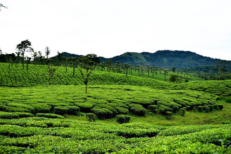 Photo of Nelliyampathy, Kerala, India by lensman_wanderer