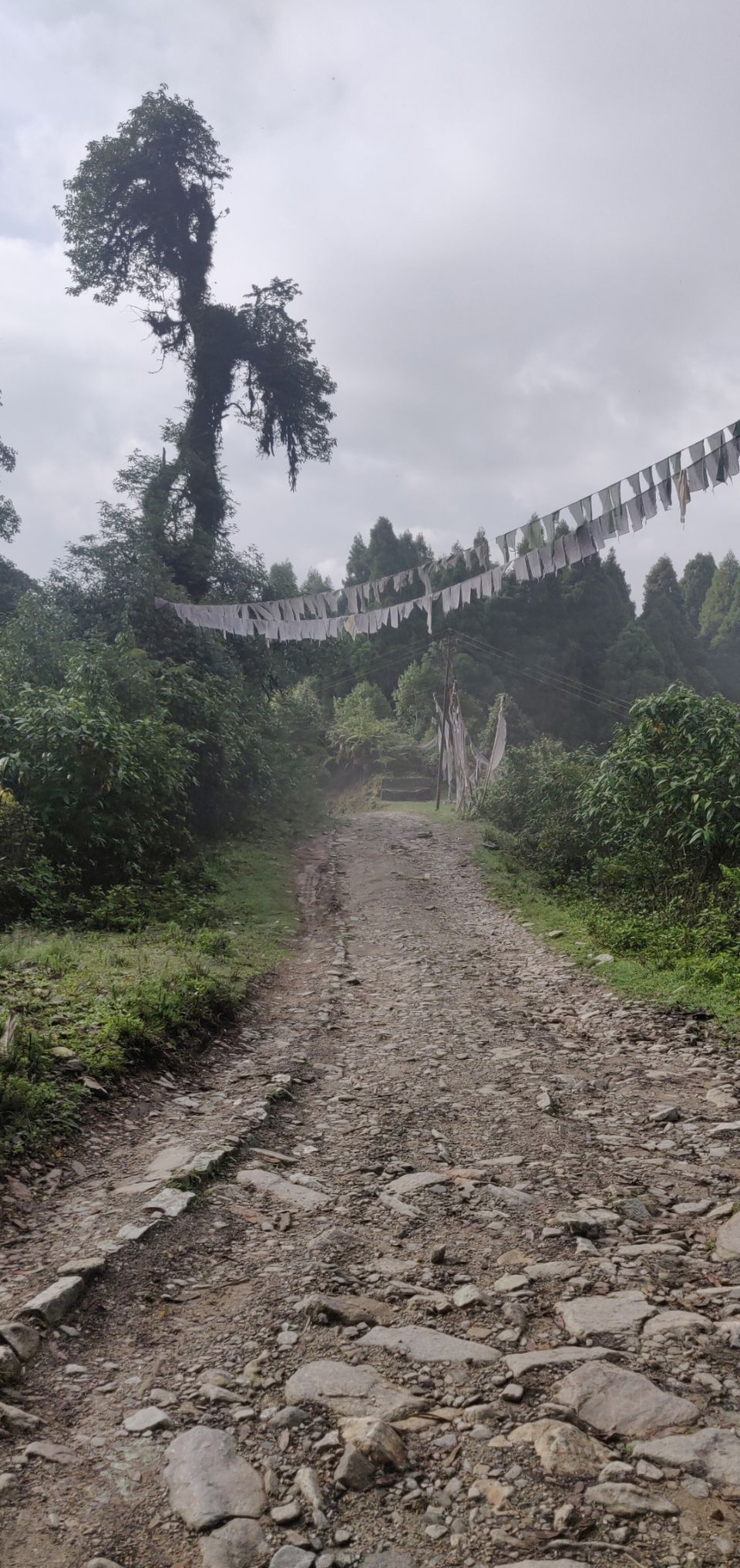 Photo of Rishop, West Bengal, India by Puneet Agarwal