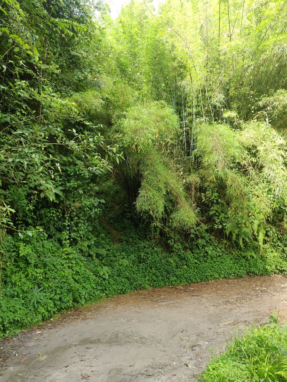 Photo of Rishop, West Bengal, India by Puneet Agarwal