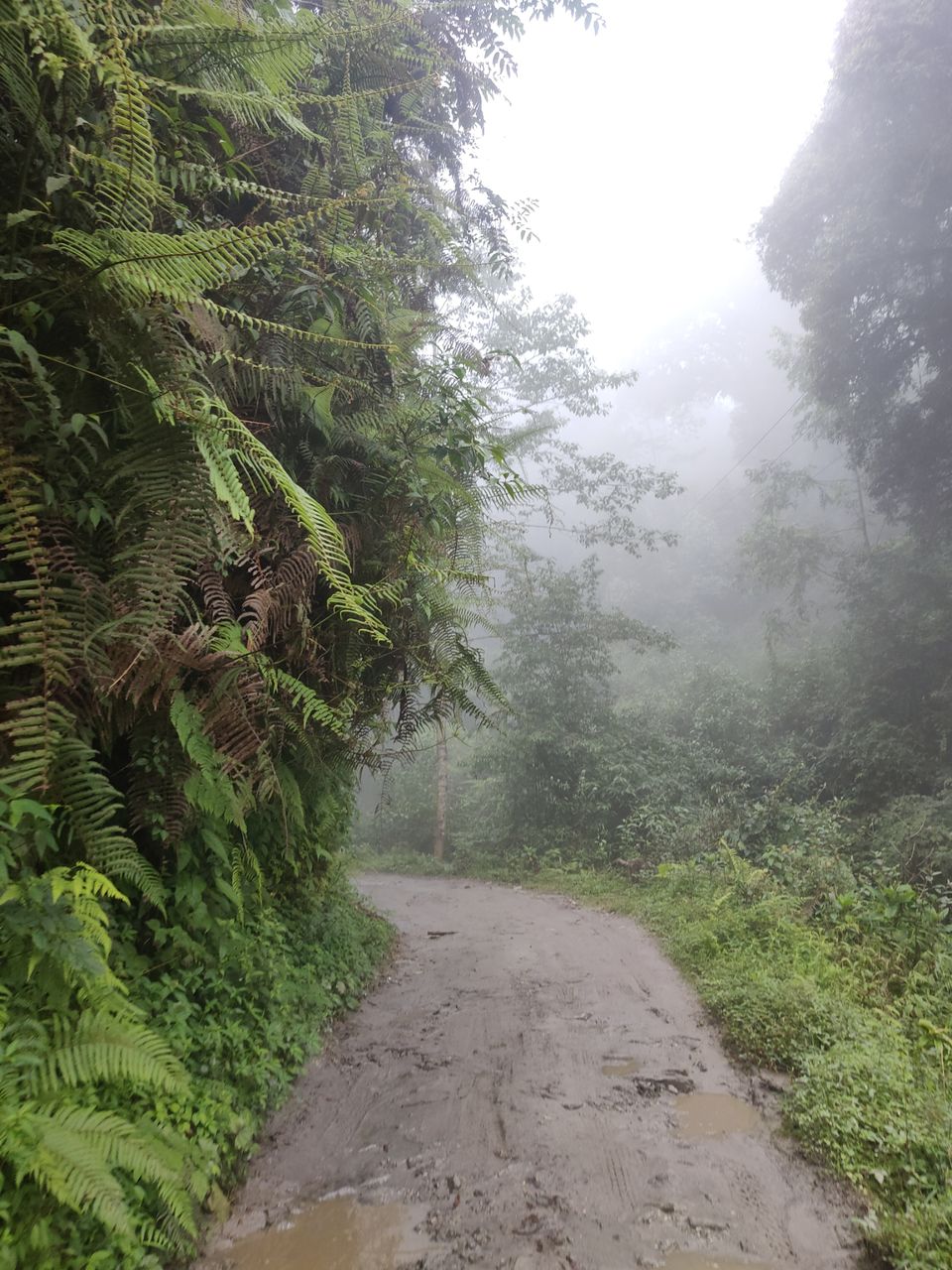 Photo of Rishop, West Bengal, India by Puneet Agarwal