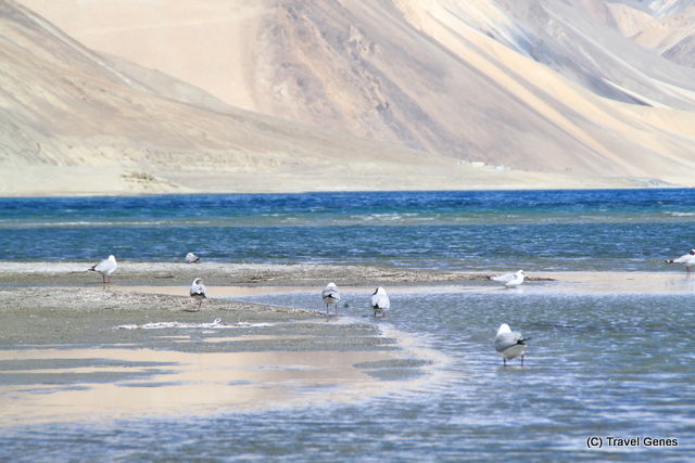 Photo of Following 3 Idiot’s Trail : Leh Ladakh 9/12 by travelgenes