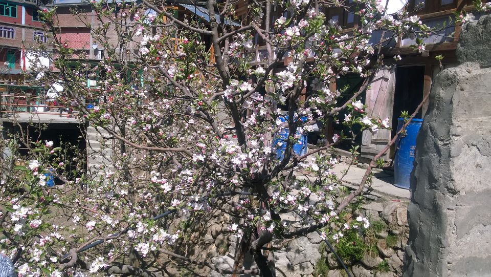 Photo of 3 days to explore the life of kinnaur, some isolated village and there culture.#learningholiday by shubham poudyal