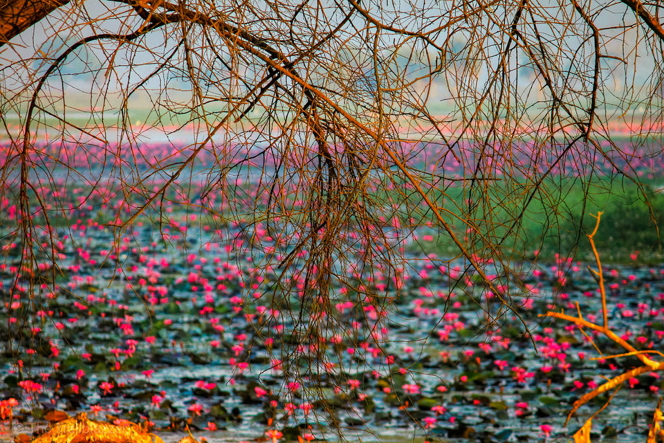 Photo of Lotus Valley Gulawat Indore, Indore, Madhya Pradesh, India by Tarun Sharma