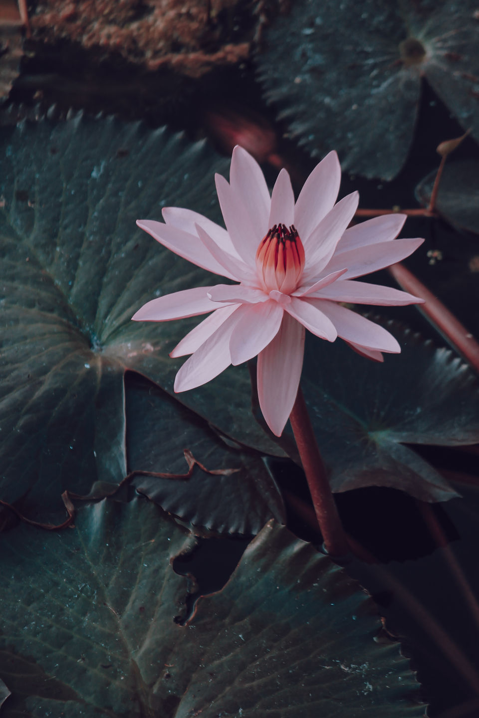 Photo of Gulawat Lotus Valley – Less explored place to visit in The Central India by Tarun Sharma