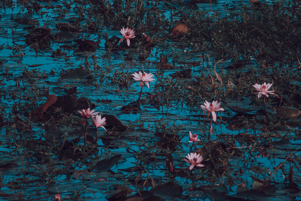 Photo of Gulawat Lotus Valley – Less explored place to visit in The Central India by Tarun Sharma