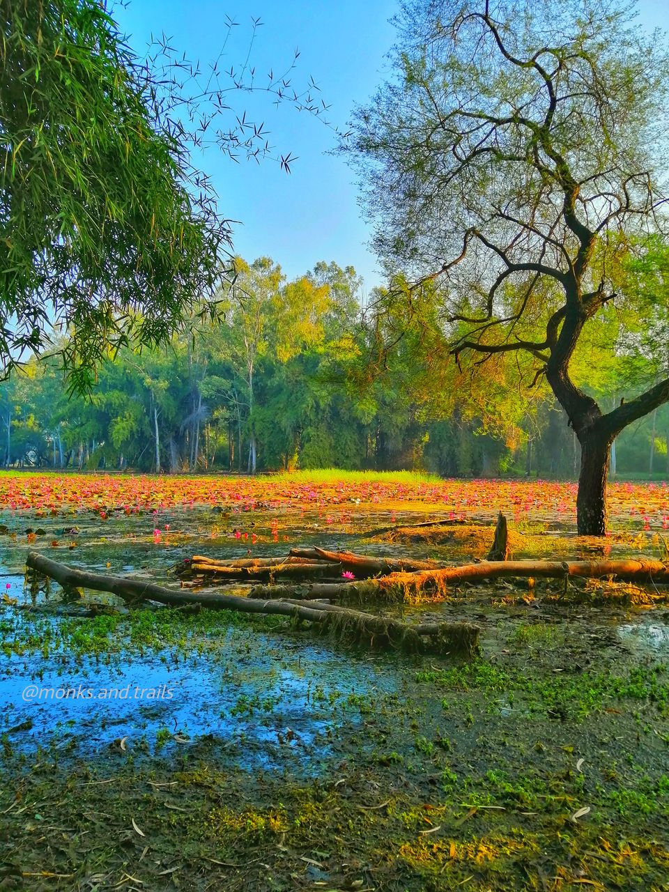 Photo of Gulawat Lotus Valley – Less explored place to visit in The Central India by Tarun Sharma