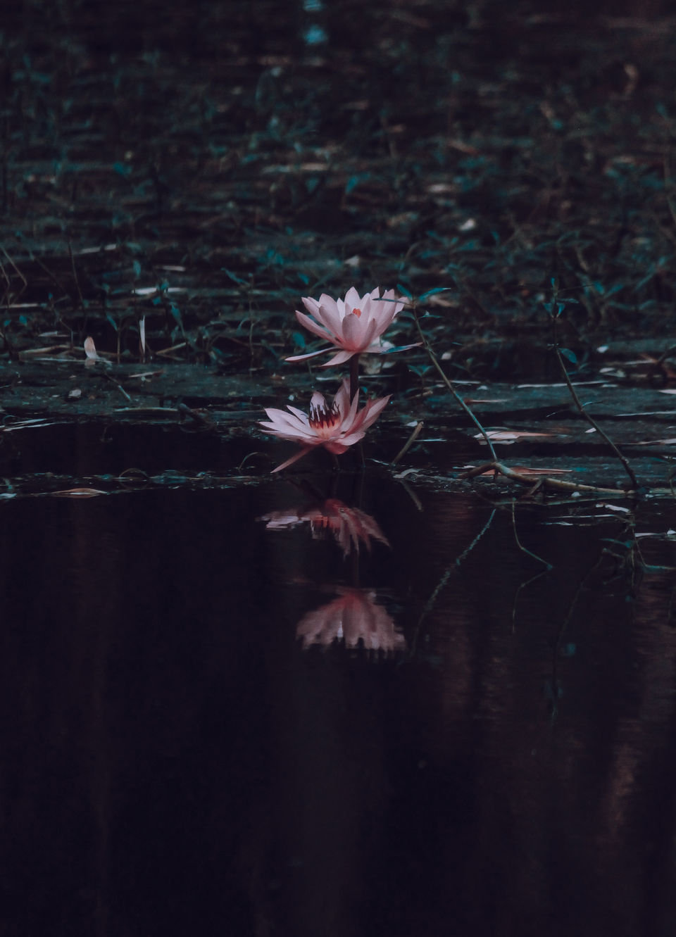 Photo of Gulawat Lotus Valley – Less explored place to visit in The Central India by Tarun Sharma