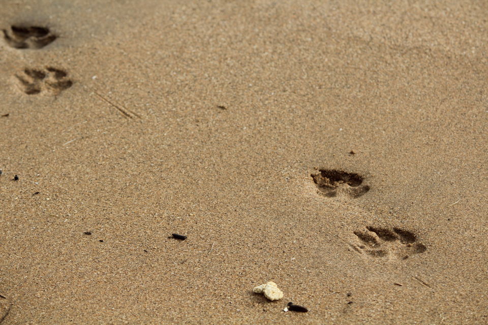 Photo of The whimsical ride: Goa! - Part 1 8/23 by Monali Monalisa