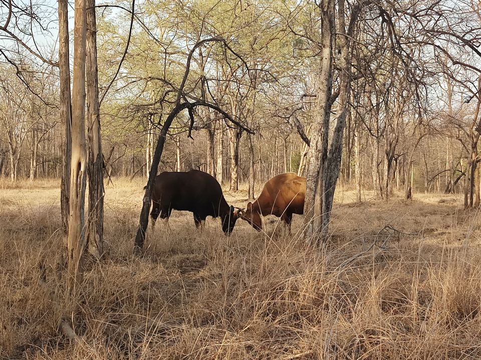 Photo of Satpura Tiger Reserve, Madhai, Suplai, Madhya Pradesh, India by Bhopali Bonvoyage