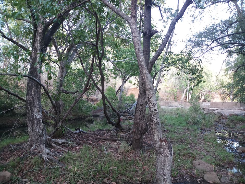 Photo of Unwind your Soul in Wilderness of Madhai #notinhills #IssSummerBaharNikal by Bhopali Bonvoyage