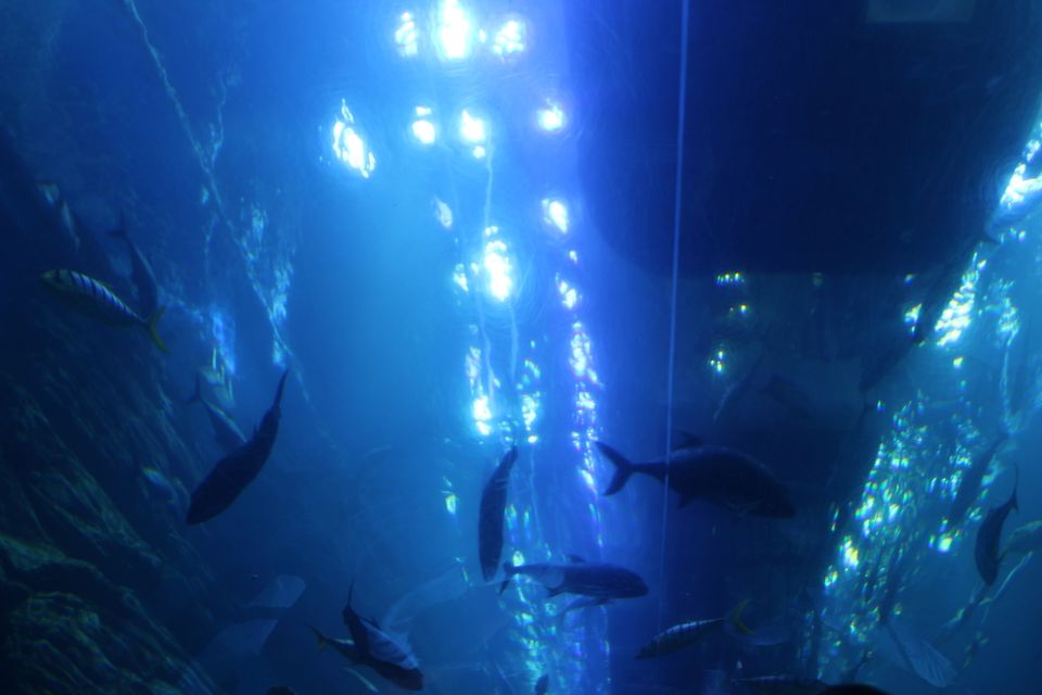 Photo of Dubai Aquarium & Underwater Zoo - Financial Center Road - Dubai - United Arab Emirates by Anvita Shukla