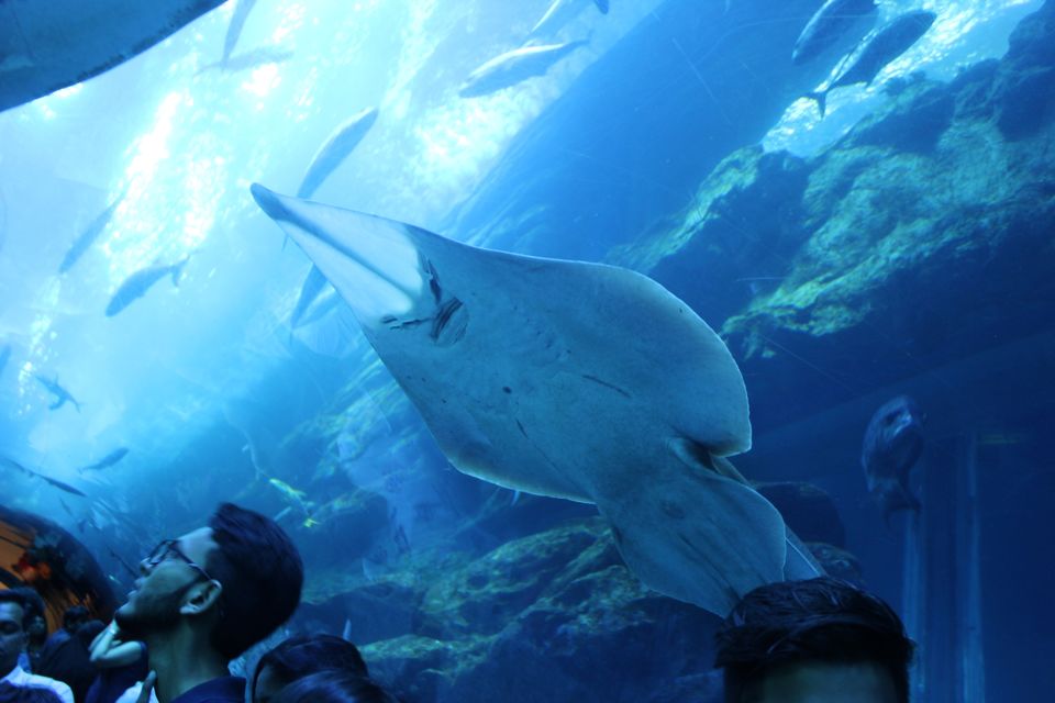 Photo of Dubai Aquarium & Underwater Zoo - Financial Center Road - Dubai - United Arab Emirates by Anvita Shukla