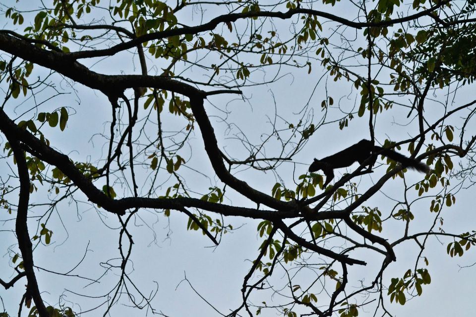 Photo of Drive to TIKARPADA, ODISHA- the ultimate Jungle road trip!! 12/17 by Sameet Pattnaik
