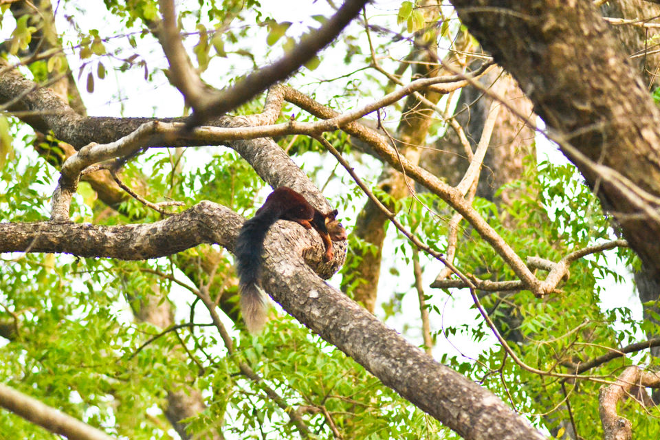 Photo of Drive to TIKARPADA, ODISHA- the ultimate Jungle road trip!! 13/17 by Sameet Pattnaik
