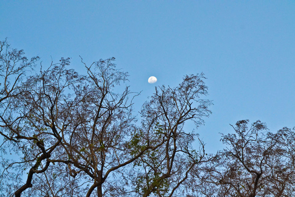 Photo of Drive to TIKARPADA, ODISHA- the ultimate Jungle road trip!! 16/17 by Sameet Pattnaik