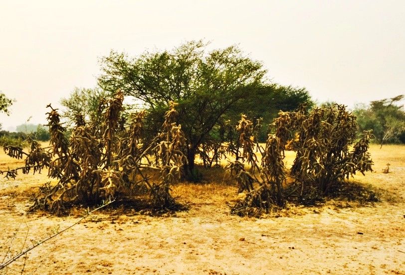 Photo of Kuldhara, Jaisalmer, Rajasthan, India by Soubhik Bhanja
