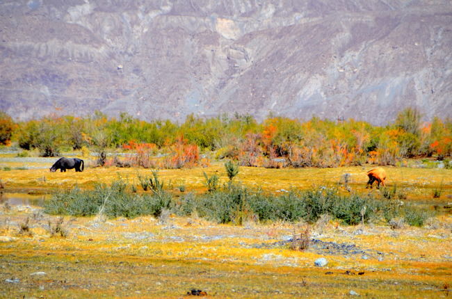 Photo of Nubra Valley: Turgidity of Ladakh’s landscape! by Bobby
