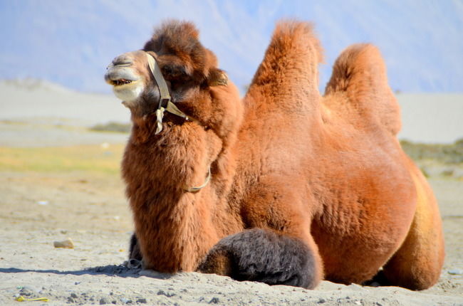 Photo of Nubra Valley: Turgidity of Ladakh’s landscape! by Bobby