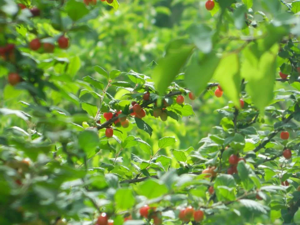 Photo of Nubra Valley by SHIMOJ