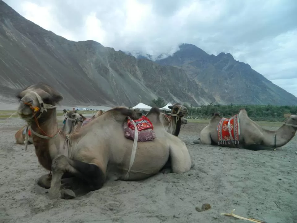 Photo of Nubra Valley by SHIMOJ